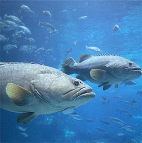 Fish use 'gesture language' to coordinate hunting
