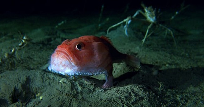 Fish walk at depths of more than 3,000 meters at the bottom of the sea