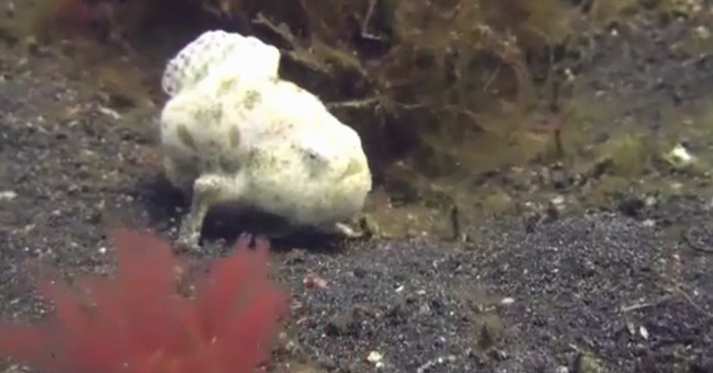 Fish walking in the seabed of Indonesia