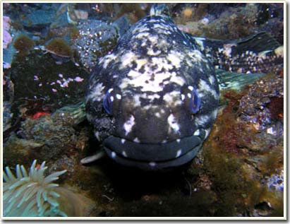 Fish was first discovered hibernation