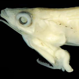 Fish with gonads located above the head in Vietnam