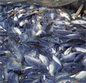 Fishermen are bumper by using mixed gill net