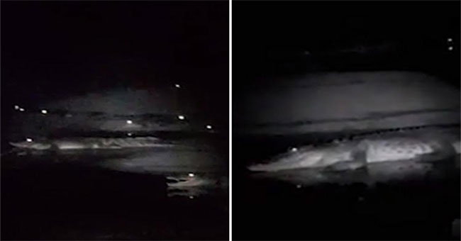 Fishermen are surrounded by hundreds of crocodiles in the dark night