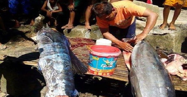 Fishermen catch big fish with mysterious patterns on fish