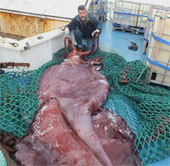 Fishermen catch super-large squid in New Zealand
