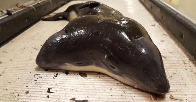 Fishermen catch the first two-headed dolphin in the world