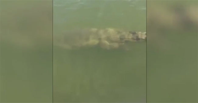 Fishermen stirred the water, which appeared to be terrifying afterwards