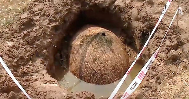 Fishermen stumble upon a 10,000-year-old giant shell in Argentina