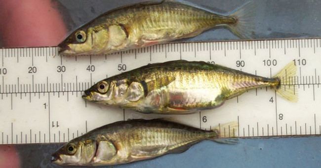 Fishes have the ability to evolve the fastest through earthquakes