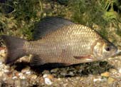 Fishes stop breathing for months