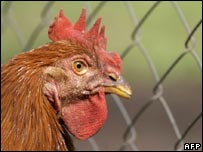 Five countries banned entry of British poultry