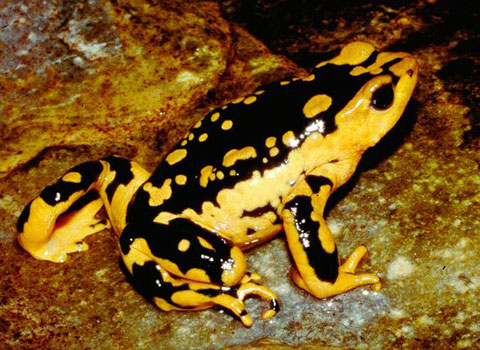Five endangered animals