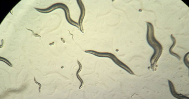 Five types of antibiotic-resistant bacteria are particularly dangerous