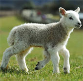 Five-legged sheep was born in England