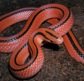Flaming red snake Vietnam makes people play hard to hunt