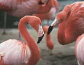 Flamingos gay men also want to raise children