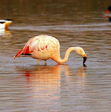 Flamingos love more with classical music