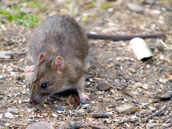 Fleas on rats transmit harmful bacteria heart.
