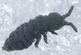 Fleas pave the way for organ transplantation techniques