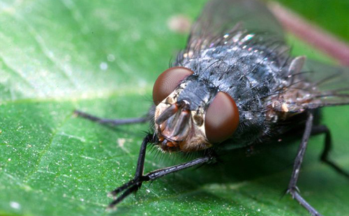 Flies also know fear like humans