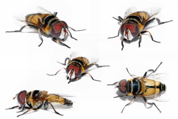 Flies also suffer from 'neighbors'