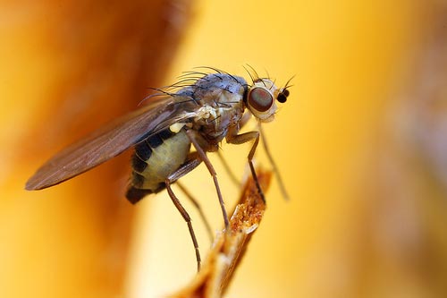 Flies ambient temperature measured how?