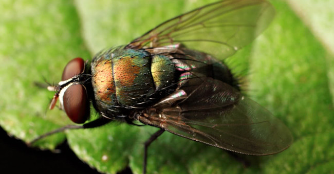 Flies and fleas are also conscious and unique
