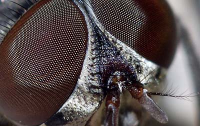 Flies can help boost robot vision