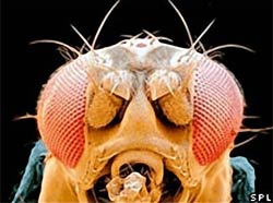 Flies can help treat liver disease
