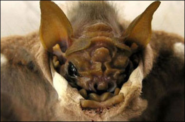 Flirt with a foul smell
