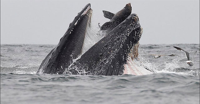 Floating into the mouth of the whale, the sea lion escaped death within a short distance