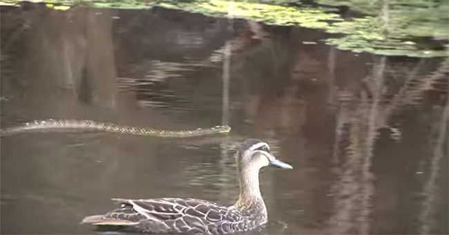 Flock of ducks chasing tiger snakes violates the territory