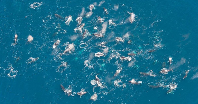 Flock of hundreds of whales makes the scientific community confused