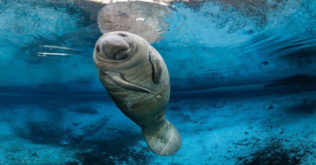 Flock of sea pigs panic because of a bucket of water