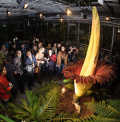 Flocking to see the largest flower