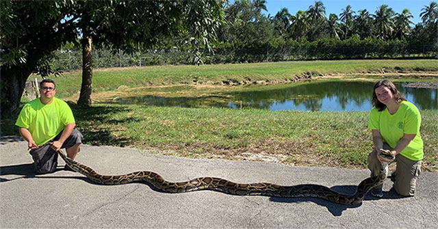 Florida hunters catch Burmese pythons nearly 6 meters long