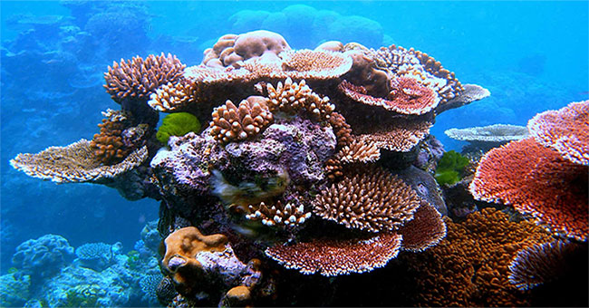 Florida Keys unknowingly found a way to recreate corals 40 times faster than the natural environment