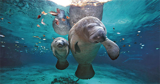 Florida manatees die mass because of