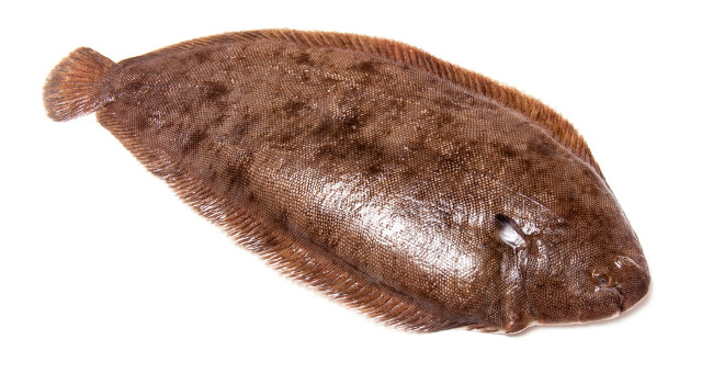 Flounder makes the man stop breathing after the death kiss