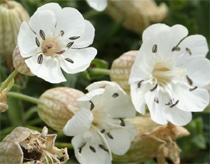 Flower also knows 'waving guests'