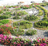 Flower carpet holds the beach environment