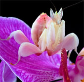 'Flower' eat bloodthirsty meat in Vietnam