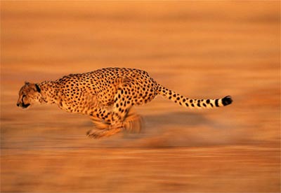 Flower newspaper - the fastest animal on the ground