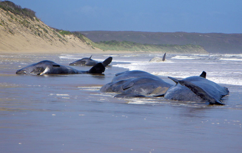 Flower whales are stranded in New Zealand