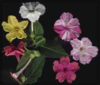 Flowers and magical abilities