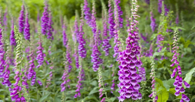 Flowers are beautiful, but can kill people in a split second