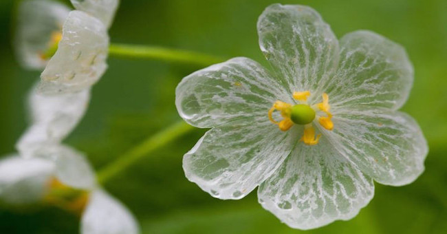 Flowers are transparent when it rains