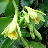 Flowers bloom all year long a day, more expensive than precious metals