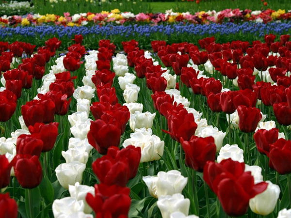 Flowers bloom faster because of climate change