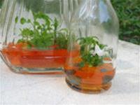 Flowers bloom in test tubes